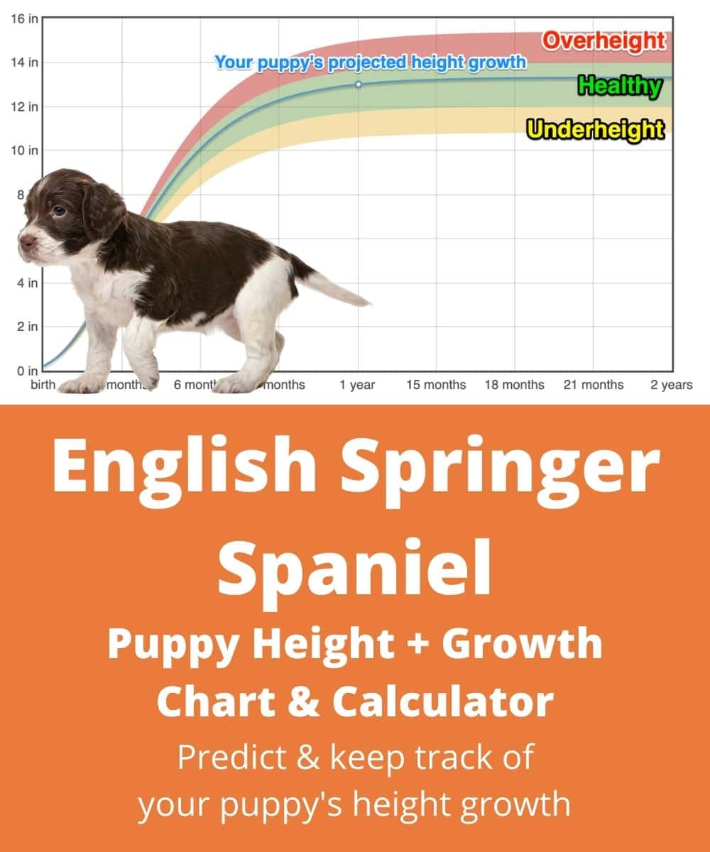 English Springer Spaniel Height+Growth Chart How Tall Will My English